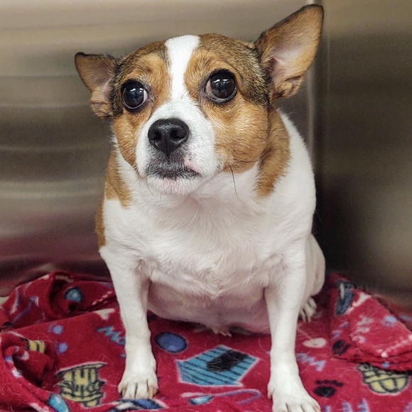 Meet your Posher, Nova - Picture 4 of 11